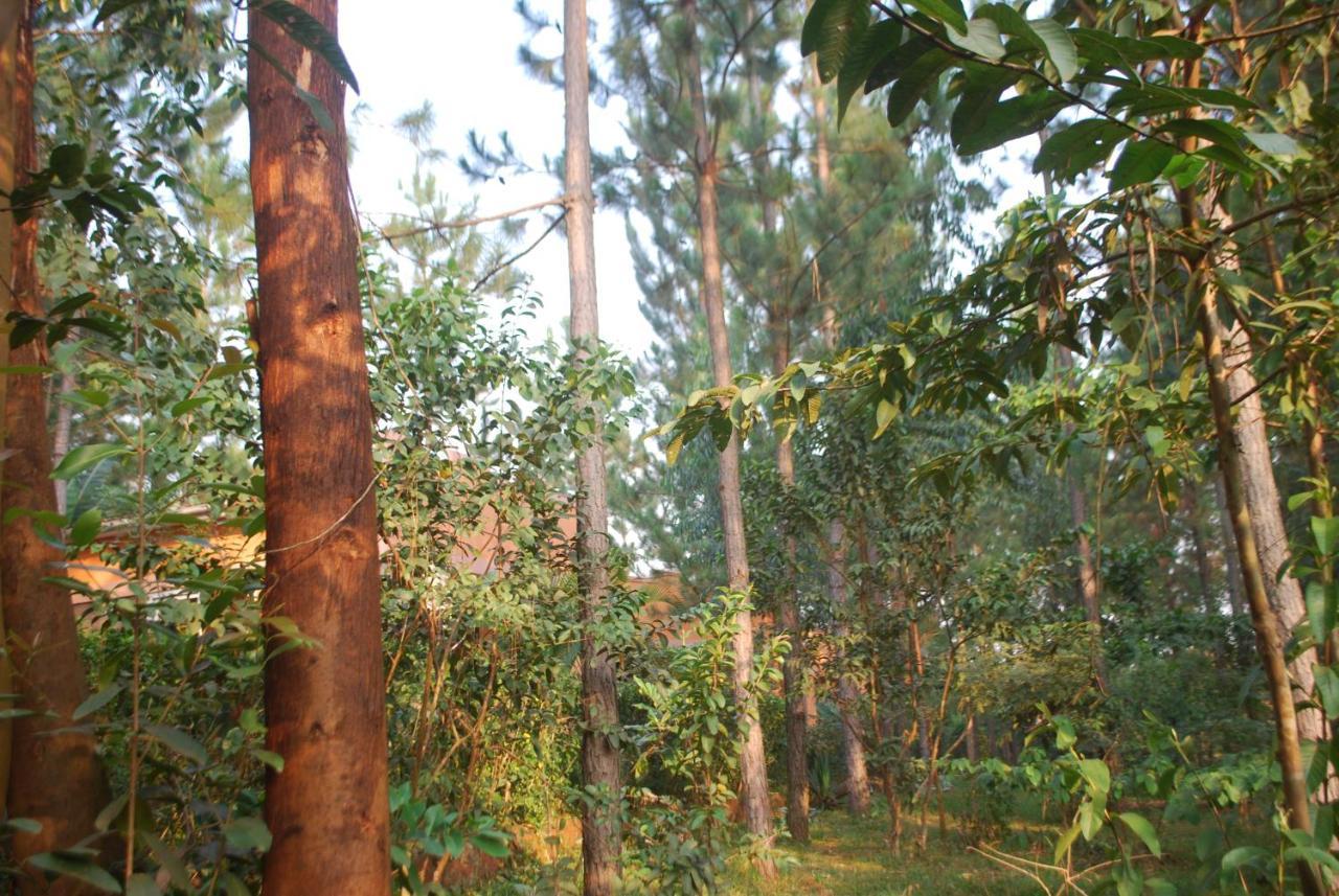 Saltek Forest Cottages Masindi Kültér fotó